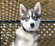 Нашийник EzyDog Neo Classic, Red, XSmall