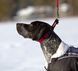 Нашийник-напівудавка EzyDog Checkmate, Blue, Medium