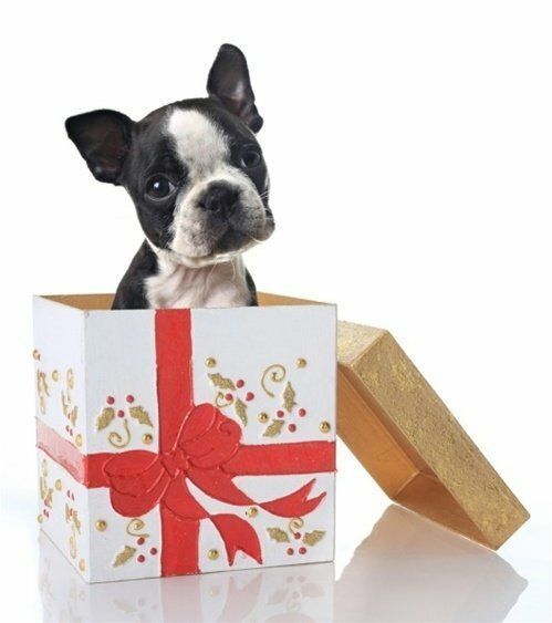 Все для собак - Dog Decor - Ексклюзивні зоотовари для собак 🐶