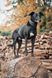 Анатомічний нашийник Halti Anatomy, Grey, Large