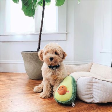 Мягкая игрушка NomNomz&reg;, Avocado