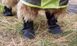 Водонепроникні черевички PawTectors ™ Waterproof Boots (4 шт.), XSmall (4,5 см)