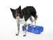 FitPaws&reg; Regular K9FITBone